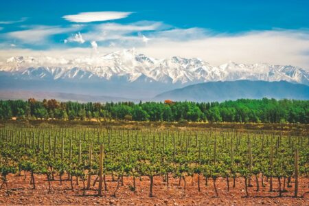 Im Vordergrund ist ein Weinbaugebiet zu sehen in dessen Hintergrund sich die schneebedeckten Gebirgszüge der Anden erheben.