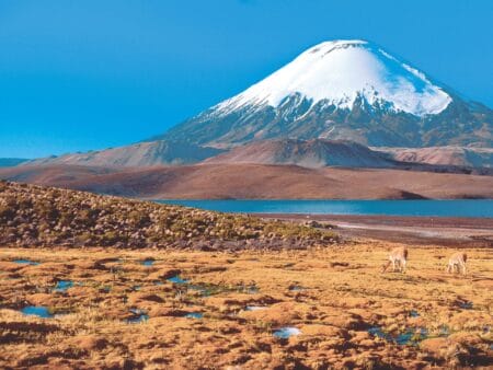 Ein verschneiter Vulkan erhebt sich hinter den Ebenen der Atacama Wüste. Im Vordergrund sind grasende Lamas zu sehen.